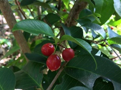 Eugenia pseudopsidium