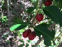 Eugenia pseudopsidium