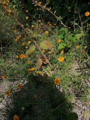 Melampodium linearilobum