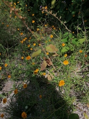 Melampodium linearilobum