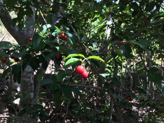 Eugenia pseudopsidium