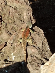 Sceloporus