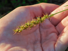 Cenchrus gracillimus