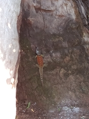 Sceloporus