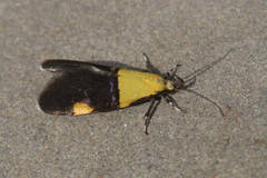 Oecophora bractella