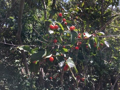 Eugenia pseudopsidium