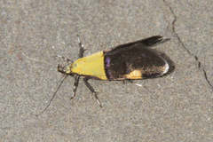 Oecophora bractella