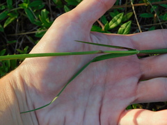 Cenchrus gracillimus