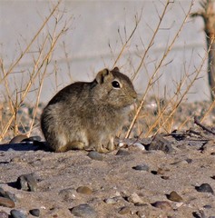 Microcavia australis