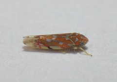 Erythroneura rubra