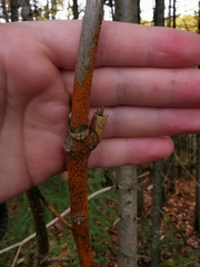 Aurantioporthe corni