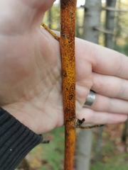 Aurantioporthe corni