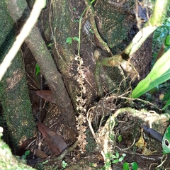 Epidendrum laucheanum
