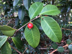 Eugenia pseudopsidium