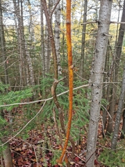 Aurantioporthe corni