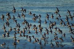 Calidris ptilocnemis