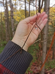 Aurantioporthe corni