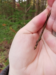 Aurantioporthe corni