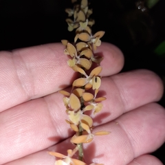 Epidendrum laucheanum