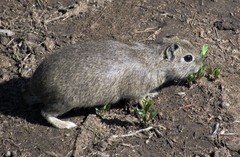 Microcavia australis