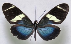 Heliconius sara fulgidus