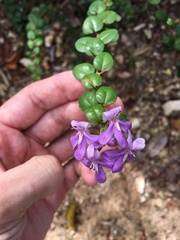 Oplonia spinosa
