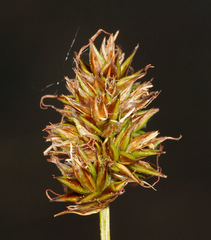 Carex hoodii