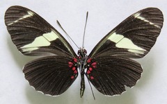 Heliconius sara fulgidus