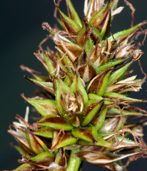 Carex hoodii
