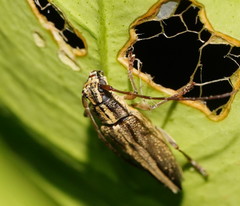 Temnosternus planiusculus