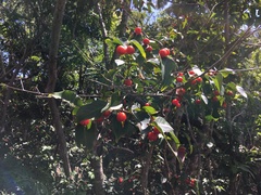 Eugenia pseudopsidium