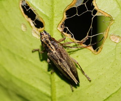 Temnosternus planiusculus