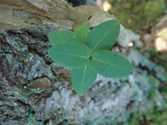 Lonicera hispidula
