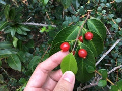 Eugenia pseudopsidium
