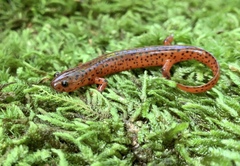 Pseudotriton montanus montanus