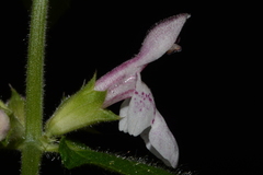 Stachys nelsonii