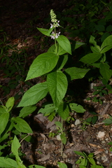 Stachys nelsonii