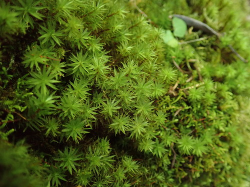 Image of Timmia austriaca by no rights reserved
