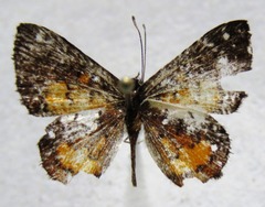 Parvospila cilissa