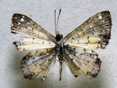 Parvospila cilissa