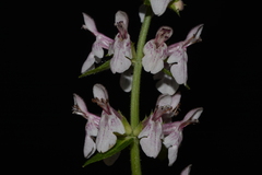 Stachys nelsonii