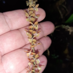 Epidendrum laucheanum