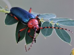 Stenaspis verticalis insignis