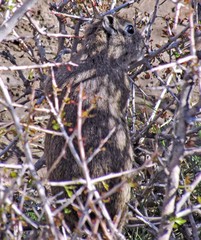 Microcavia australis