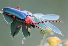 Stenaspis verticalis insignis