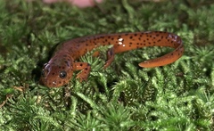 Pseudotriton montanus montanus