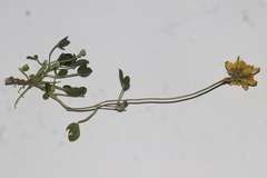 Listia bainesii