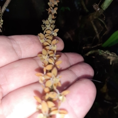 Epidendrum laucheanum