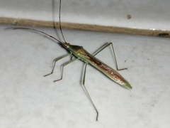 Leptocorisini