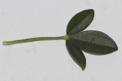 Listia bainesii